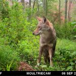DMM Passion Projects: User Guide For Installing Wildlife Camera Traps