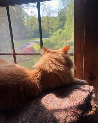 Picture of Erin McKeehan's cat, Chester. The picture shows the back of an orange cat sitting on a sofa cushion looking out the window into a front yard.